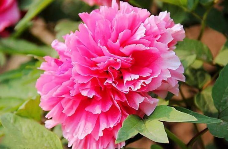 这种花一定要养,不用操啥心,花色繁多易爆盆,娇艳欲滴