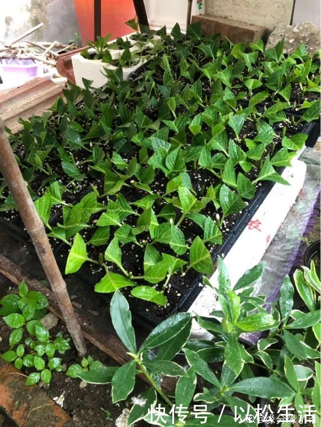 6月，最适合扦插的花，一插就活，大白根冒疯了