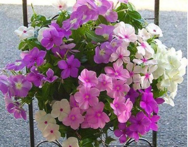 家养这些盆栽,轻松爆盆,无比惊艳,丢在阳台,蹭蹭蹭爆成花海