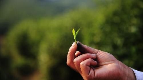 喝茶|用茶叶水喂药，到底对药性影响有多大？医生告诉您