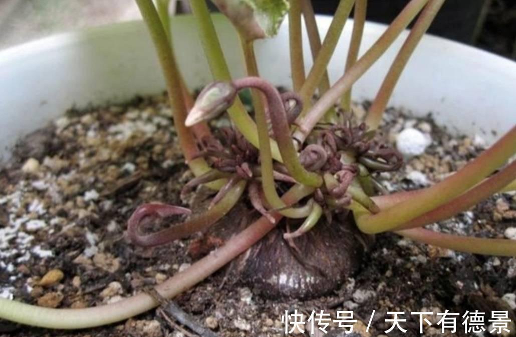 休眠|5种“漂亮花”,9月要多施肥,叶片杠杠厚,很快长花苞