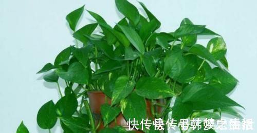 蹭蹭|30年老花农养花秘诀给绿萝喝一勺它,不黄叶,30天蹭蹭长满