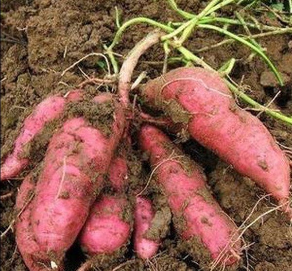 亚油酸|冠心病患者适合吃这些食物