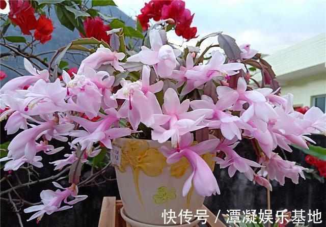 6种花淋雨就会“烂”，下雨最好放屋里，别忽视