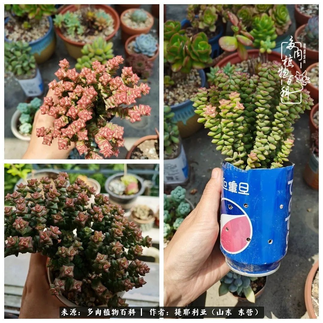 多肉植物|人如多肉,经阳光雨露历练后,亦会越挫越勇!