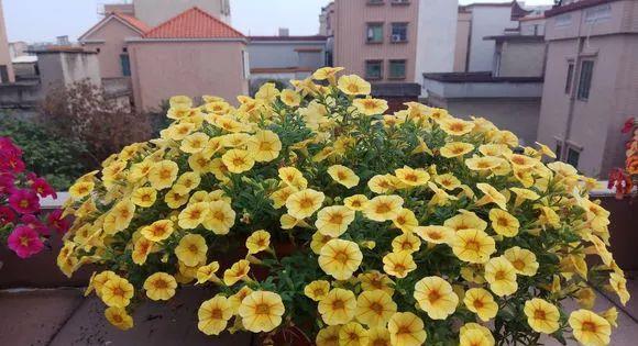 花开败后,手痒剃了个头,剃完就开花,一直剪一直开!