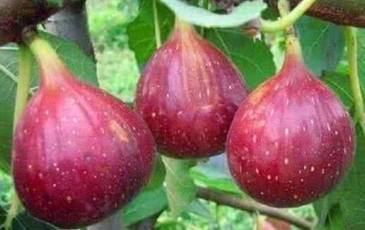 你找得简单易学的盆栽无花果种植方法在这里