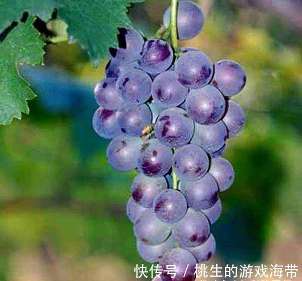 营养成分|想长寿要会吃，3种食物换着来，补充营养，身体棒棒哒！