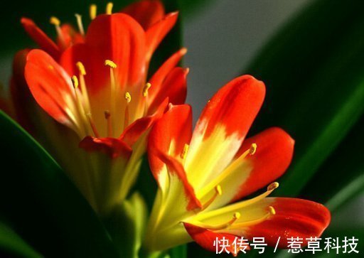 夏季|夏天养护君子兰有讲究，这几点千万要做好，否则难以安全度夏