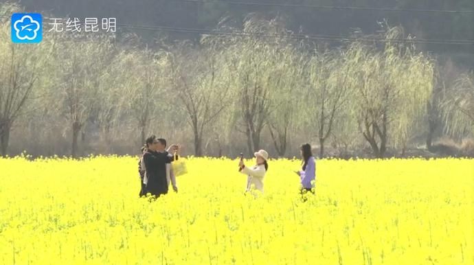 K视频 一片金黄美如画！安宁万亩油菜花田盛放——昆明广播电视台