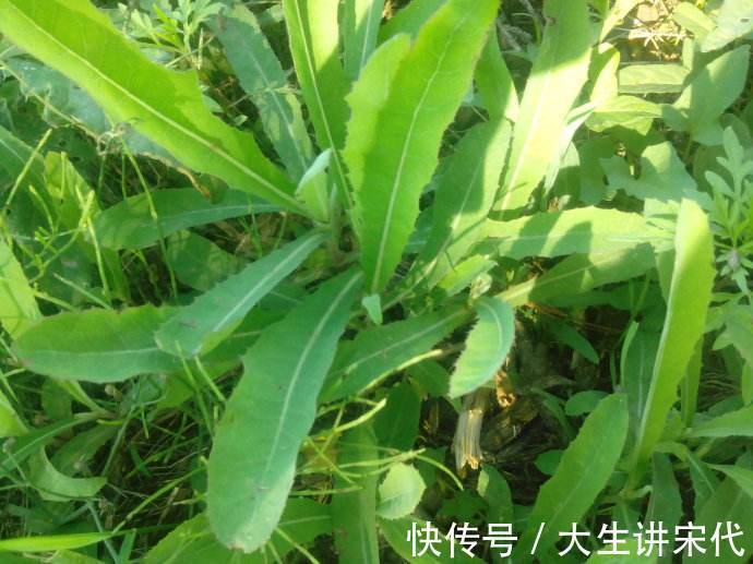 补品|农村常见的几种野菜,功效神奇,属于天然补品,谁吃谁好