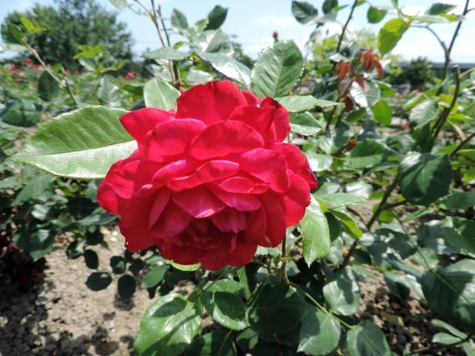 喜欢菊花,就养盆“精品玫瑰”红和平,红艳欲滴,花色靓丽!