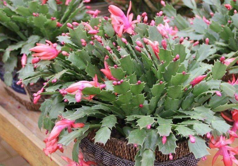 3种花一定不能饿着,学会此样做,开花一茬接一茬