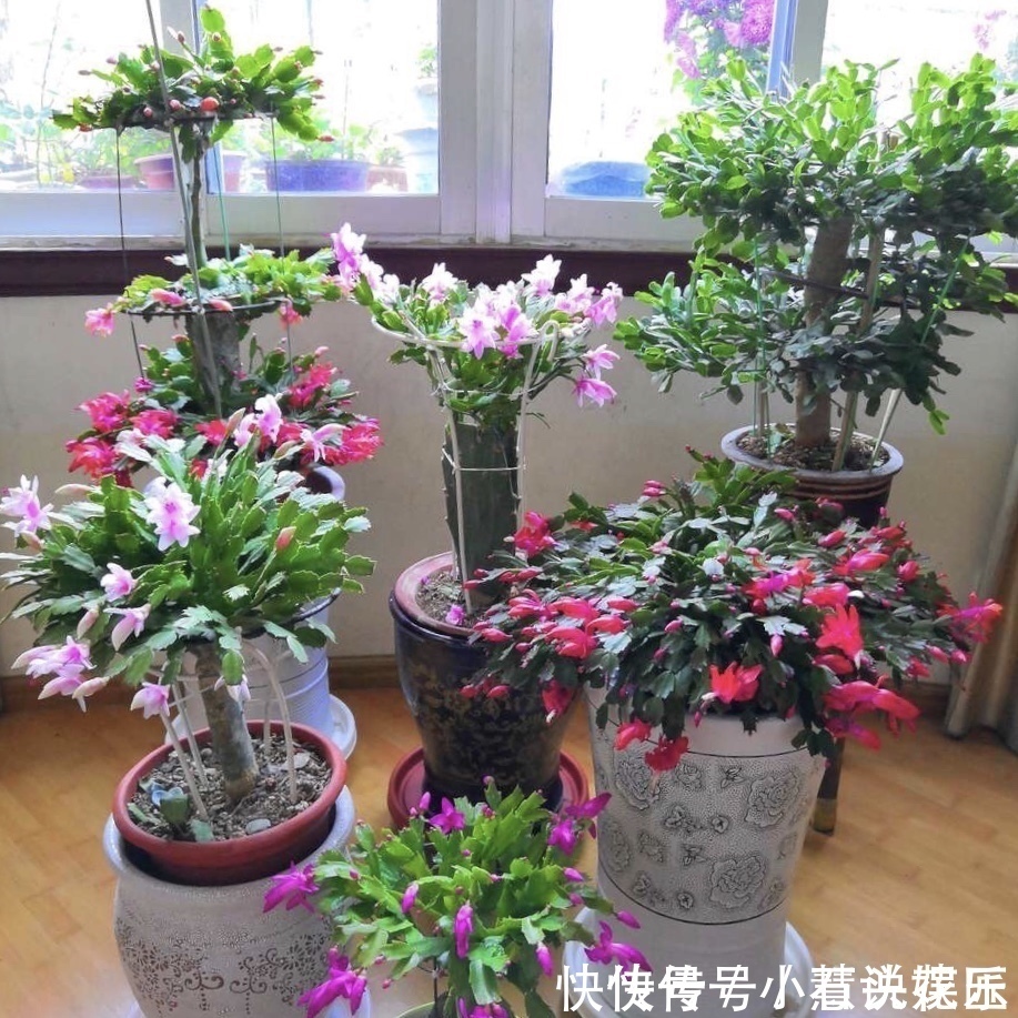 蟹爪兰花苞“蔫不拉几”,这叫做“消苞”现象,有3个原因要知道