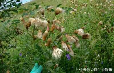 繁殖|农村这种野草繁殖力强，1斤几十元，但知道它的人很少！