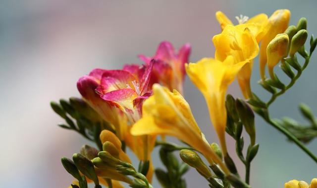 家里养这种“浪漫花”，开花好看名字好听，养一株就赚了