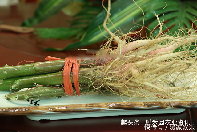 小龙虾|这是植物界的小龙虾让外国人头疼的害草,竟成为国人的下酒菜