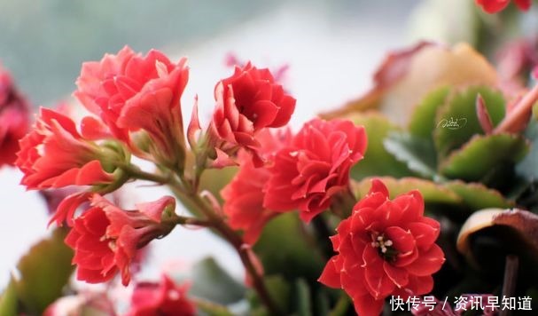 喜欢在家中养护花卉,就选择好养易活,花色艳丽,爆盆简单的花卉