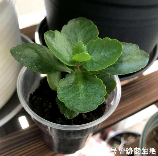此4种花,随便摘片叶子都能繁殖一棵,轻松爆盆,阳台变花园