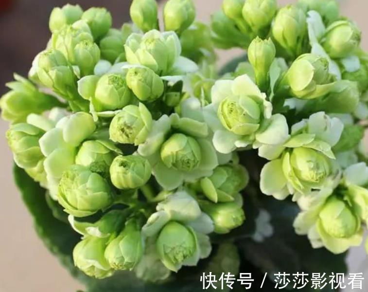此款网红花,花型饱满似玫瑰,多季节有花赏,是阳台盆栽佳品