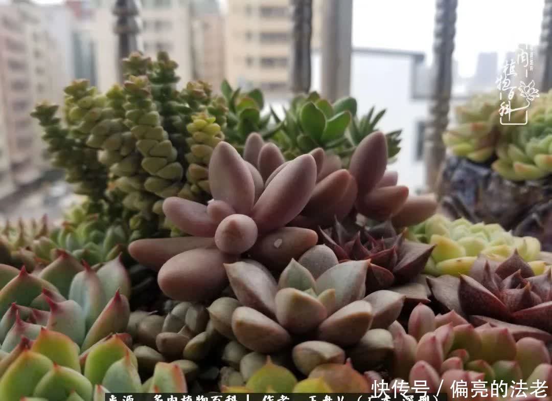 入坑一年半的新手养肉心得