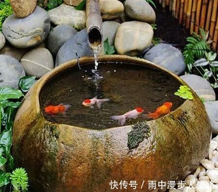 饲养|又到了室外养鱼季节,什么观赏鱼可室外养,为什么赞成室外养鱼