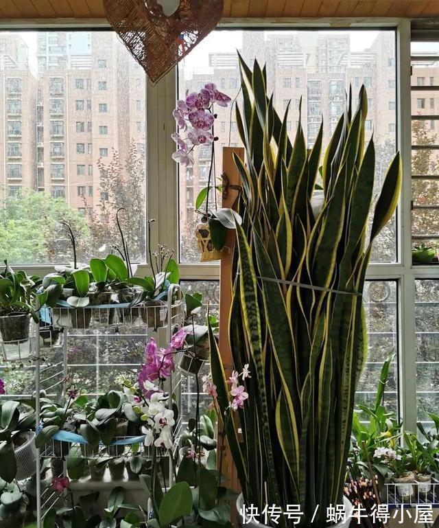 四个养根小妙招,学会一个,花草个个长得旺