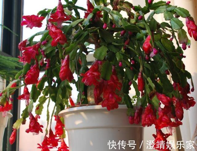 此“2种壳”,丢掉就浪费了,留下来“养花”,花卉根系窜满盆!