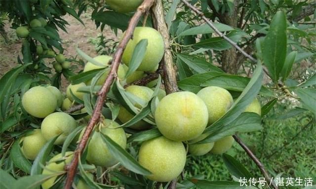 三伏天,最适合女性吃的三种水果,皱纹没了,色斑淡了,手脚不凉