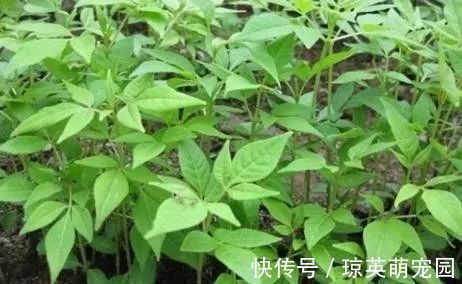 绝招|民间老郎中家传绝招！一个4味药的泡酒方，腰突疼痛，一分钟见效