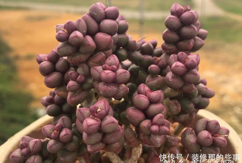 光照|超级萌物紫光多肉，叶片像紫色的糖豆非常可爱，你可能没见过吧？