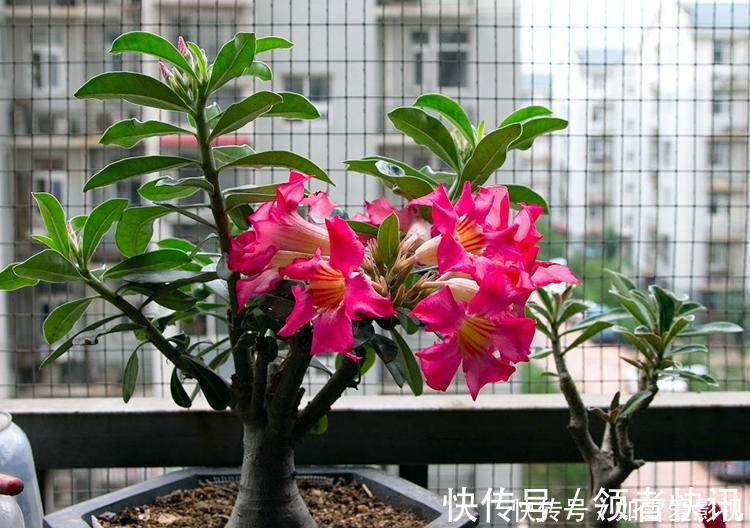 养这几种花太省事了,放在阳台晒太阳,少浇水还能开花