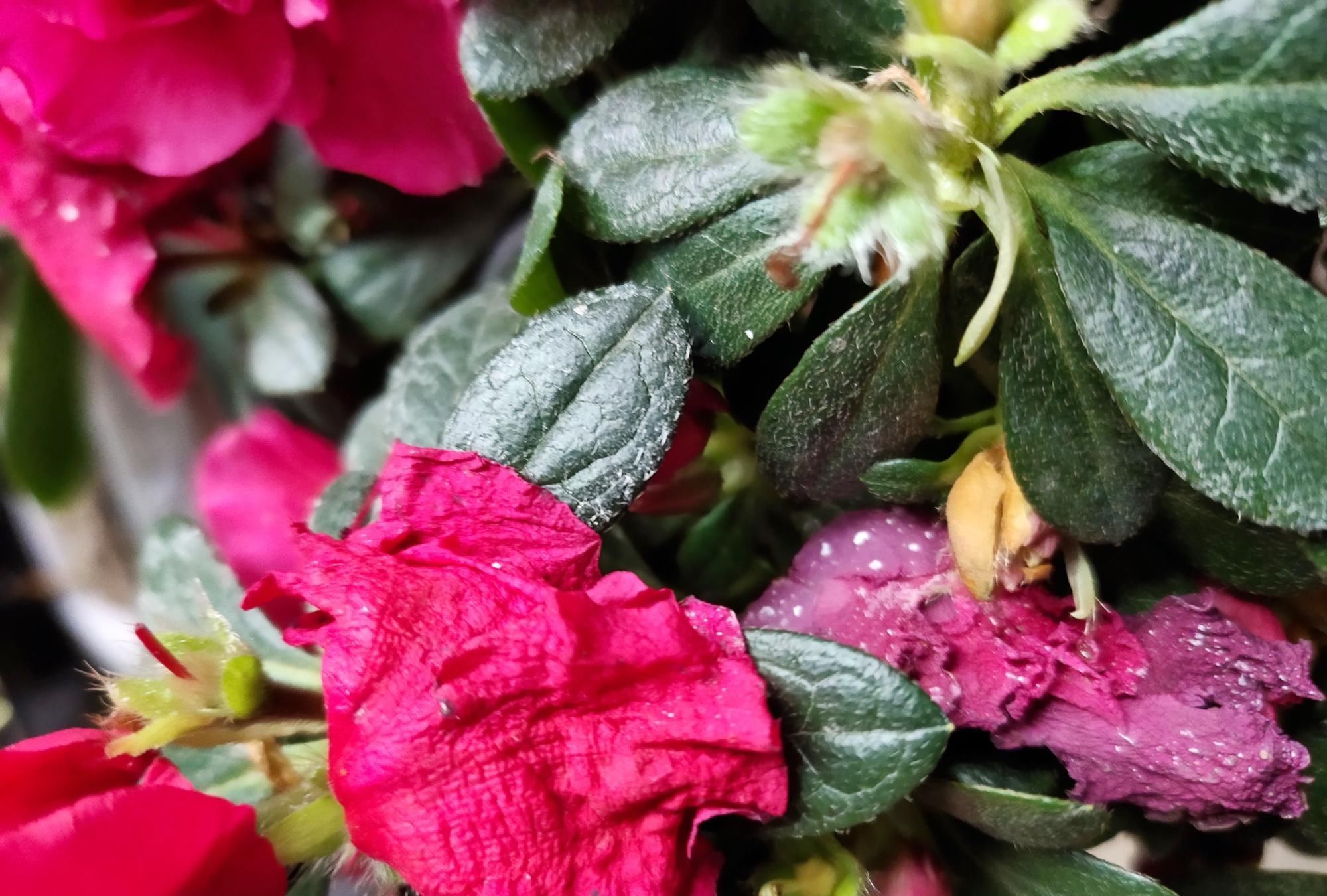 做好|刚买的杜鹃花,做好这几步,很容易养好,花期还特别长