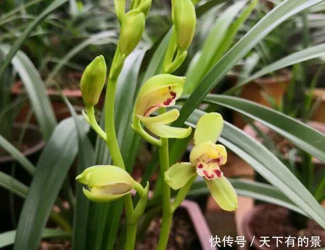 兰花上盆总是干尖烂根盆底铺上3个小东西,不积水还爆水晶头