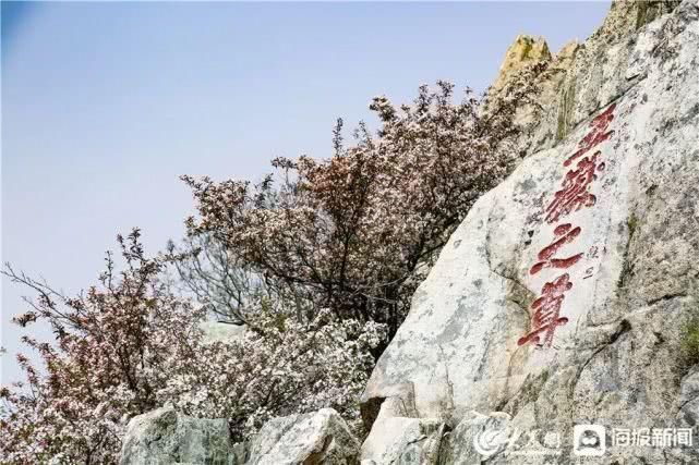 这就是山东泰山极顶海棠花开粉白花朵扮靓天街