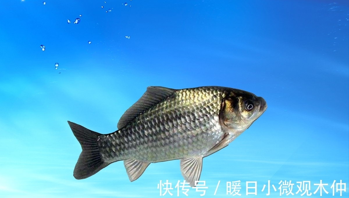 鱼竿|鲫鱼喜欢哪种味型？如何才能钓好鲫鱼? 钓鲫鱼的几个要点