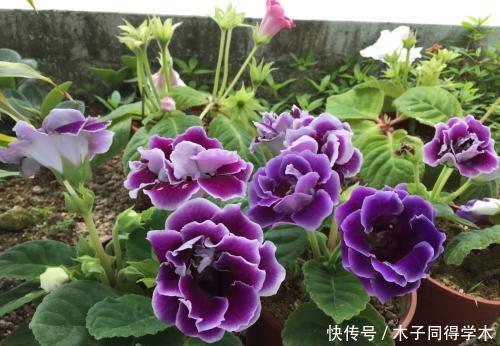 3种漂亮花,好养好看花期长,新手越养越上瘾,是阳台盆栽佳品!