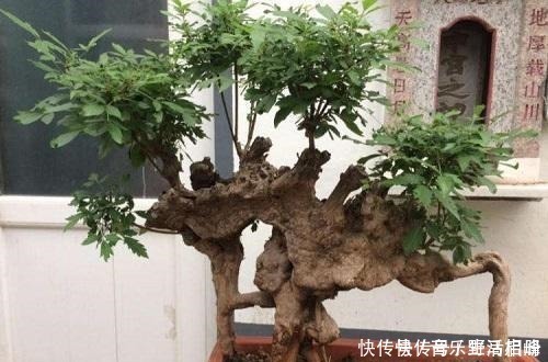价值|以前的树桩都当柴烧,现在爱花之人当场盆景,一盆比一盆价值高!