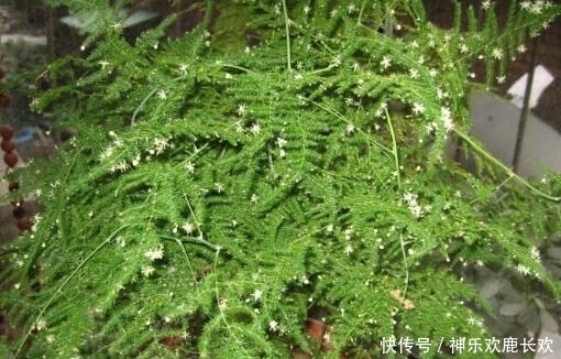 文竹|张大爷养“文竹”, 只浇“2种水”, 长出“满天星”, 效果超好!