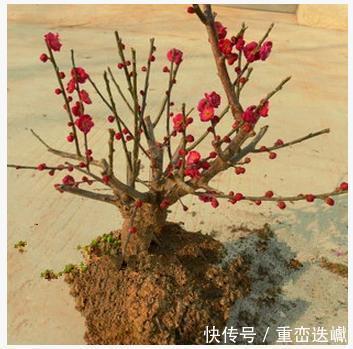 阳台上|比香水还要香的6种花,栽在阳台上,满屋子都飘香,美极了!