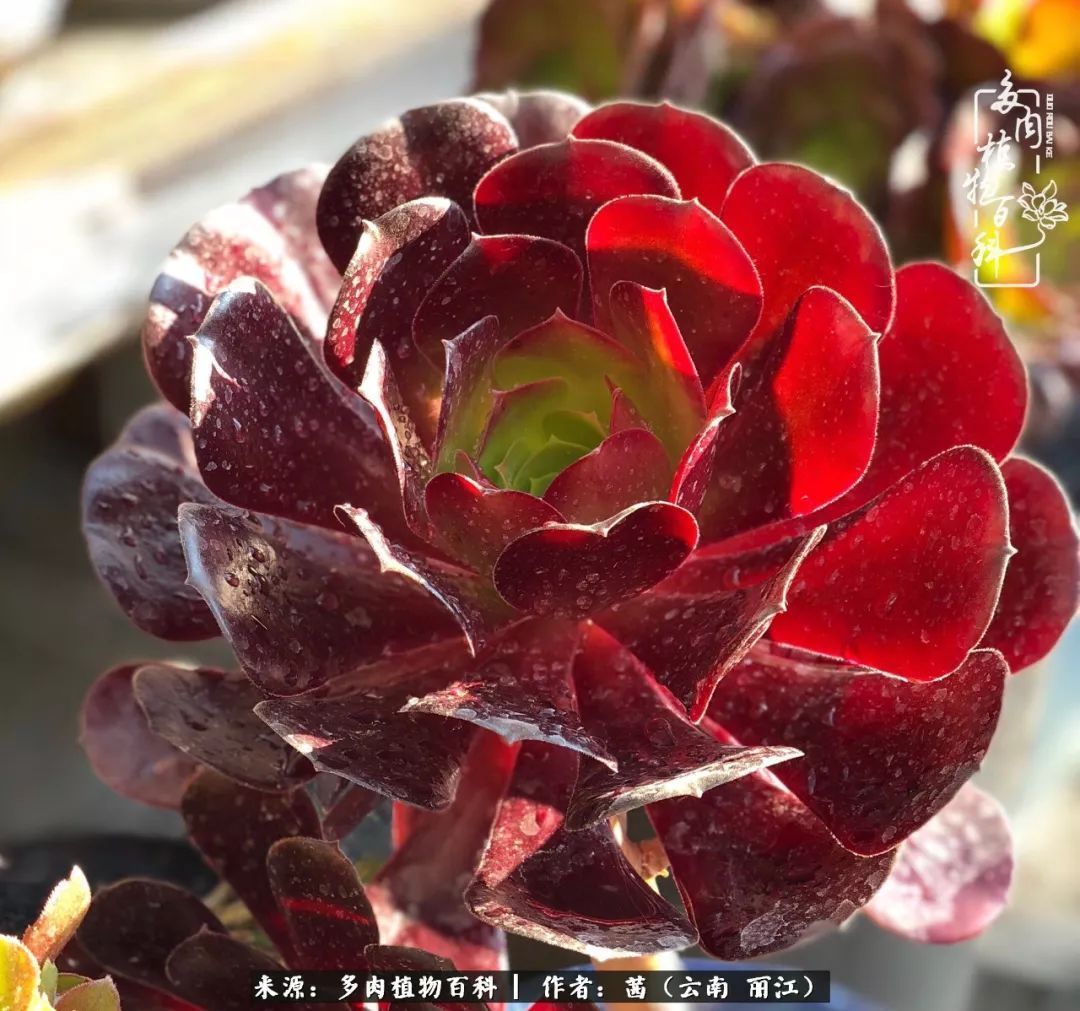 一年四季不同景，一院多肉陪我后半生！