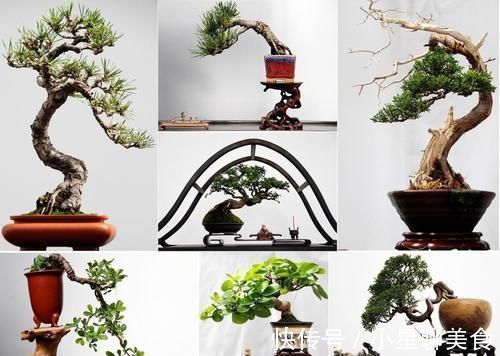 盆栽|盆景的翻盆换土操作,记住4个要领,根系强健,生长旺盛
