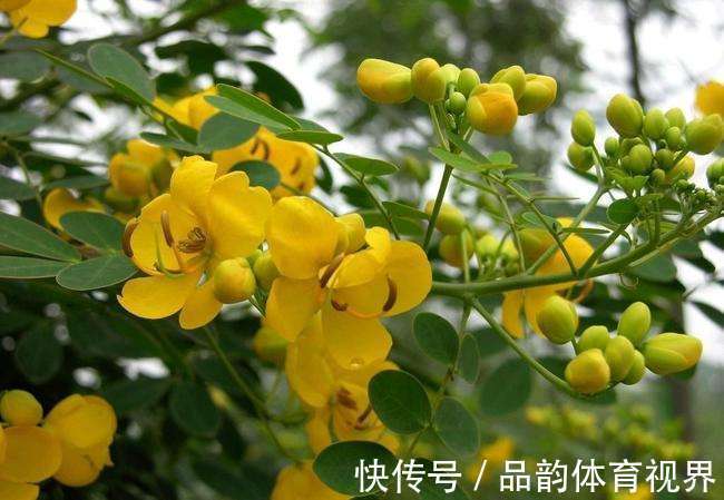 此花花色金黄灿烂,发出明亮而璀璨的光芒,具有与人为善的寓意