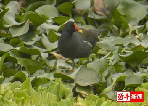 绍兴|绍兴水岸，冬日来客