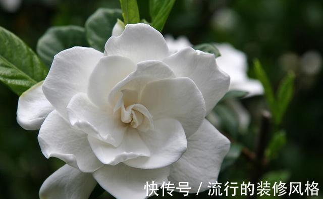 茉莉花|家里养殖的花卉在度夏时,最怕的不是温度高,而是怕乱浇水