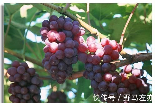 葡萄|长寿老人爱吃三种食物，提神醒脑，解除疲劳，好吃又健康！