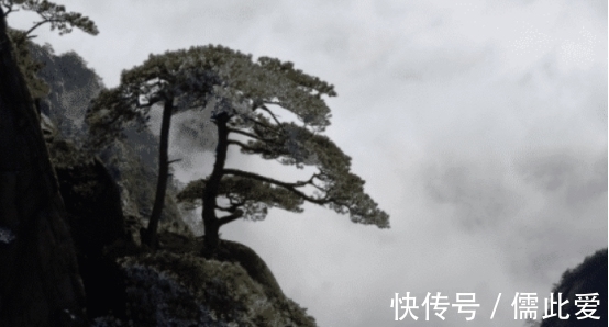 叶子|世界上最珍贵的树，历经20多代护卫员坚守，掉下一片叶子都要上报