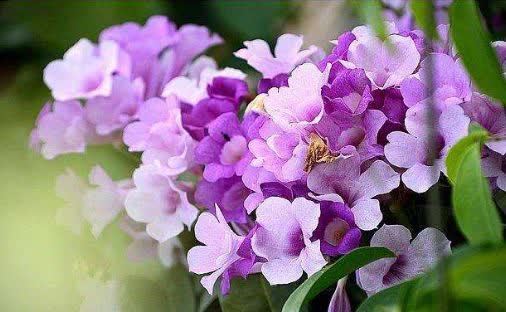 5种漂亮花,掐根枝条就能插活,方法真简单,新手也会养!