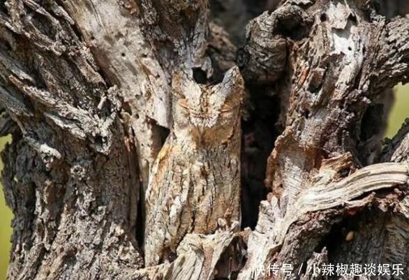 权威痴呆测试:80分以上的大脑还算健康,看看你能及格吗?