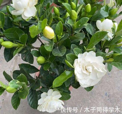 茉莉花|这三种花，越淋雨越爱开花，夏天赶紧搬出去